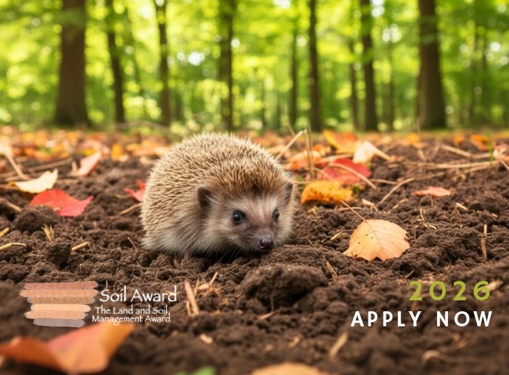 їжак в лісі