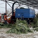 Екологічна утилізація новорічних ялинок: пункти прийому та правила здачі у Львівській громаді