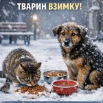 Підтримка безпритульних тварин у зимовий період: як допомогти вижити тим, хто не має дому