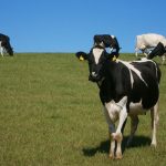 На Львівщині стартував прийом документів на дотацію за приріст поголів’я корів