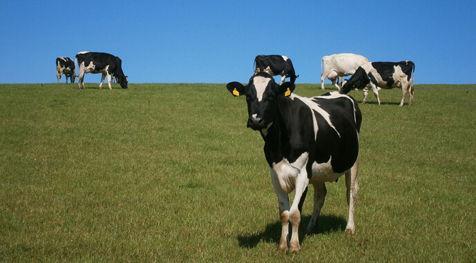 корови в полі