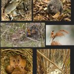 Нагадуємо про заборону спалювання трави та іншої сухої рослинності