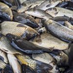 До уваги юридичних осіб та фізичних осіб-підприємців, для яких аквакультура є основним видом діяльності